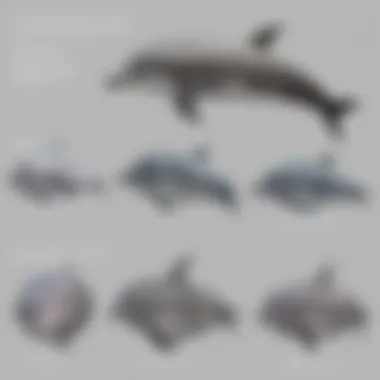 Comparison chart of Dolphin Imaging Software features
